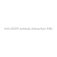 Anti-CD207 antibody (Alexa-fluor 546)